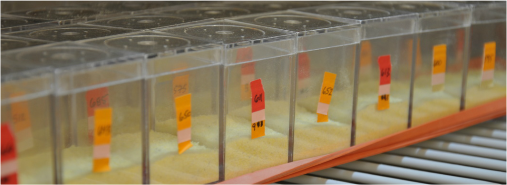 Tribolium microcosm experiment incubator