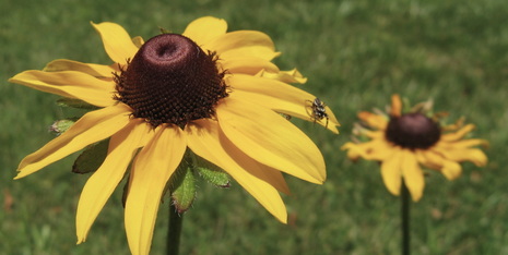 The Chesapeake Bay area native Rudbeckia hirta (black-eyed Susan) was one of hundreds of native species grown for restoration projects.