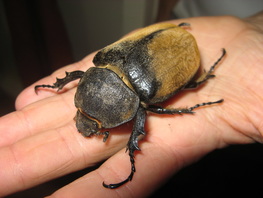 A large beetle found on the road.